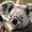 Mini thumb koala